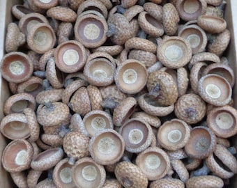 May include: A close-up view of a box filled with acorn caps. The caps are a light brown color and have a rough texture. They are all different sizes and shapes.