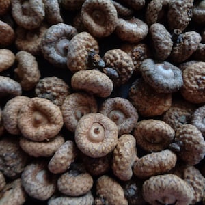 100 Pcs Undeveloped Acorns dia ~3/4&quot; Red Oak tree &quot;baby&quot; acorns for DIY projects, home decors