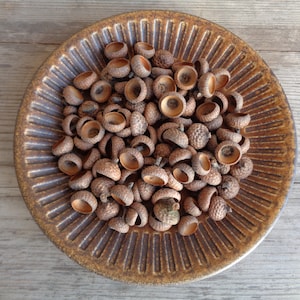 100 Pcs Natural Acorn caps Mini & Small size, Dried Oak Tree Acorn Tops for DIY projects, Felting, Jewelry, Home Decor Dia ~1/2&quot;