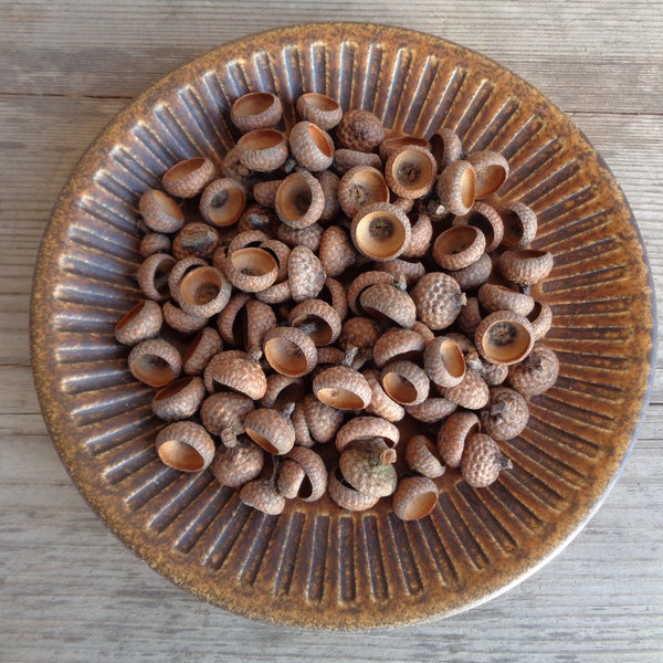 100 Pcs Natural Acorn caps Mini & Small size, Dried Oak Tree Acorn Tops for DIY projects, Felting, Jewelry, Home Decor Dia ~1/2"