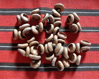 50 doubles capsules de glands naturels séchés ; Capuchons glands de chêne rouge du Nord pour projets de bricolage, feutrage, bijoux et décoration d'intérieur