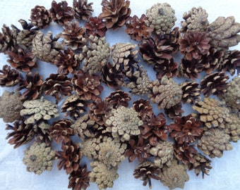 50 Pcs Natural Baltic Pine Cones dia 1"- 1 1/2" for DIY projects; Dried Pine Cone Set for Christmas Wreaths, Home Decors