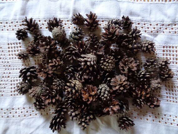 Pine Cones 75, Bulk, Natural/untreated, Sanitized, Canada Pinecones/  Crafting, Wreaths, Home Decor, Autumn, Rustic Wedding 