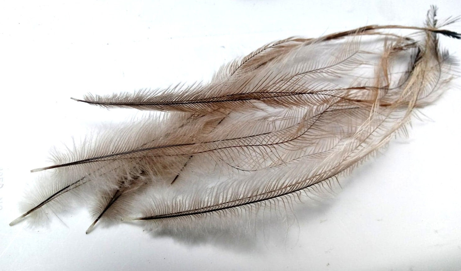 Emu Feathers Quantity 36 Quality Plumes - Etsy