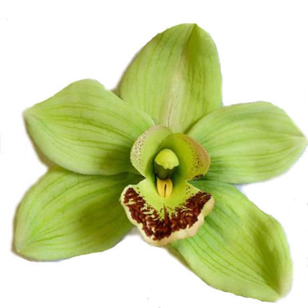 Tropical Green Cymbidium Orchid Hair Flower Clip