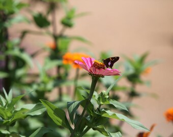 florAr impresión o lienzo foto rural, viejo, granero, país de la granja, tren, tractor, camión, gas, caballo, vaca, flor, decoración de la casa de campo, rústico,