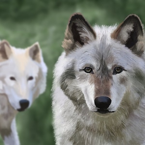 Loups - Giclée Print