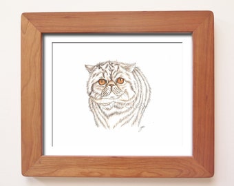 Exotic Shorthair Cat ink drawing - Original cat drawing made with ink and colored pencils