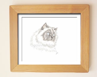 Himalayan Cat ink drawing - Original cat drawing made with ink and colored pencils