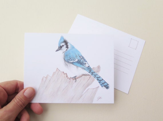 Set Of 4 Postcards Blue Jay Bird Drawing Etsy