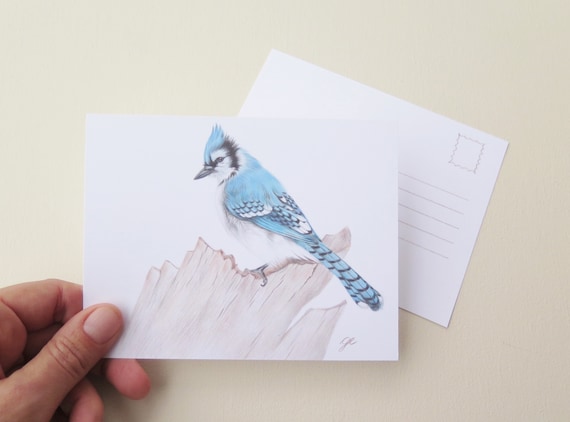 Set Of 4 Postcards Blue Jay Bird Drawing Etsy Set Of 4 Postcards Blue Jay Bird Drawing Etsy