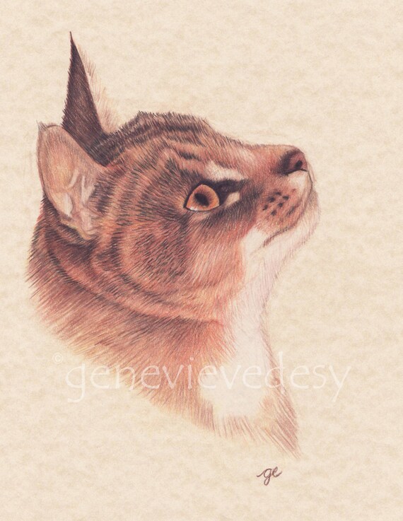 Dessin Original Dun Chat Dessin Aux Crayons De Couleur