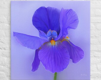 Iris N. 1, Print on Canvas