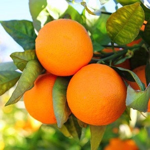 Tangerine Essential Oil Pure Therapeutic Tangerine Essential Oil Essential Oil of Tangerine Aromatherapy Oil image 6