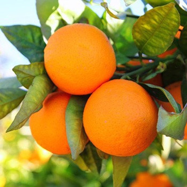 Tangerine Essential Oil Pure Therapeutic Tangerine Essential Oil Essential Oil of Tangerine Aromatherapy Oil image 6