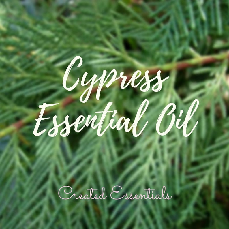 Cypress Essential Oil Organic Essential Oil of Cypress Leaf 100 Pure