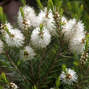 May include: A close-up of a bush with white fluffy flowers. The flowers are clustered together and have a delicate, feathery appearance.
