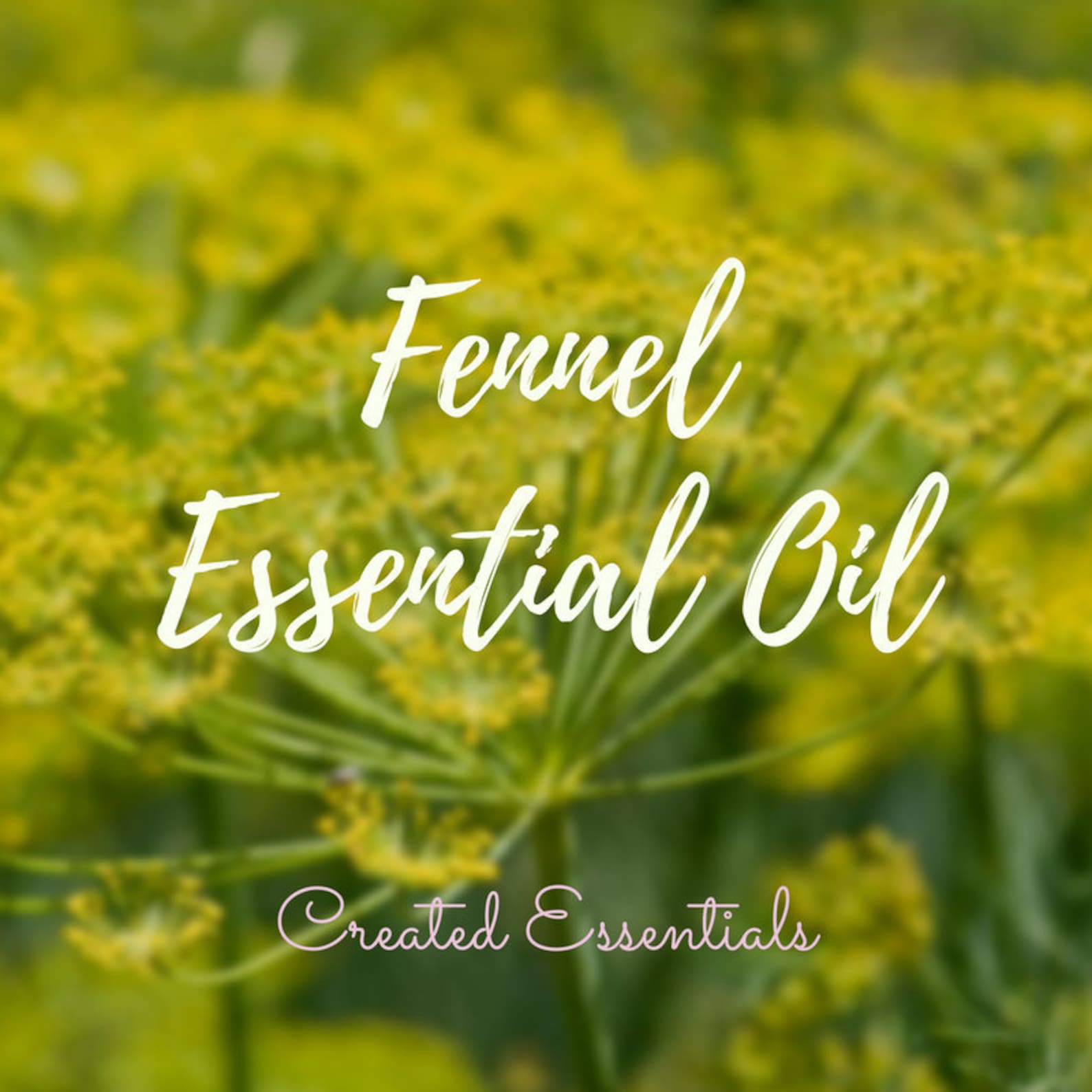 Fennel Essential Oil Organic Essential Oil of Fennel Pure Etsy