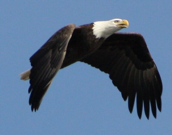 Aigle En Vol Phtographed Avec Des Ailes Sur Le Battement Vers Etsy France