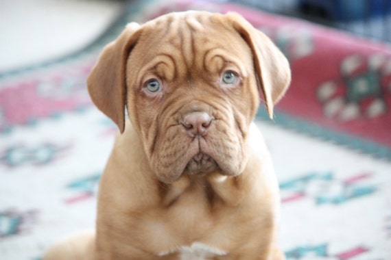 dogue de bordeaux blue eyes