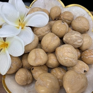 LOOSE Kukui Nuts Hawaiian UNPOLISHED Kukui Nuts Loose for Lei Making and Kukui Nut Crafts Natural BROWN 10 pcs