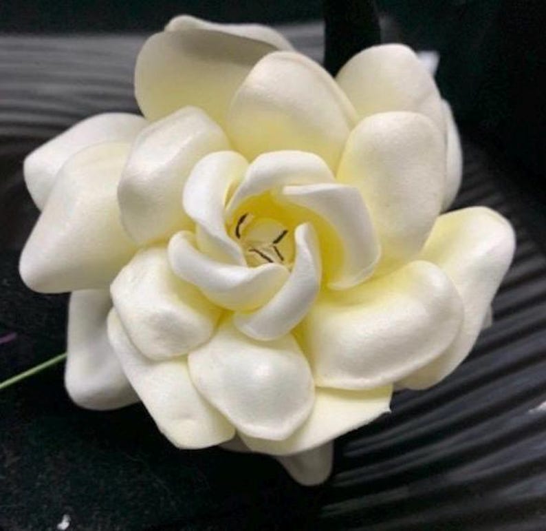 Puede incluir: Una flor de color crema con m&uacute;ltiples capas de p&eacute;talos redondeados y superpuestos dispuestos en forma circular. El centro de la flor presenta p&eacute;talos estrechamente enrollados y estambres oscuros y finos, creando una estructura densa.