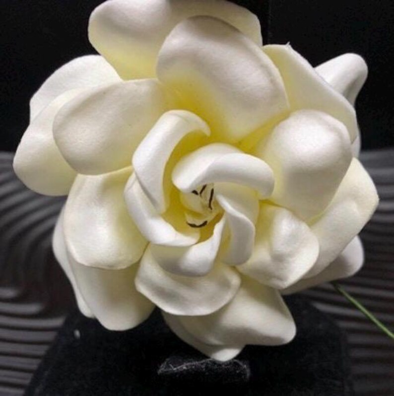 Puede incluir: Un broche de flor de gardenia color crema con m&uacute;ltiples p&eacute;talos redondeados y superpuestos dispuestos en un patr&oacute;n circular denso. El centro de la flor revela peque&ntilde;os detalles de estambres de color marr&oacute;n oscuro entre los p&eacute;talos internos.
