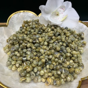 LOOSE Mongo Shell Rings Lei Making Crafts DIY Projects GREEN