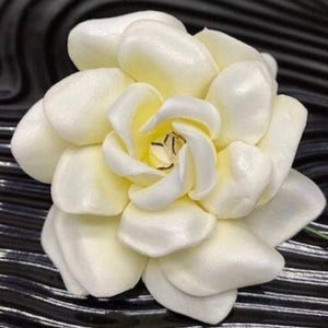 Puede incluir: Una flor de gardenia de color crema con m&uacute;ltiples p&eacute;talos redondeados y superpuestos. El centro de la flor presenta estambres finos y de color marr&oacute;n oscuro visibles dentro de los p&eacute;talos internos, creando una apariencia floral suave y realista.