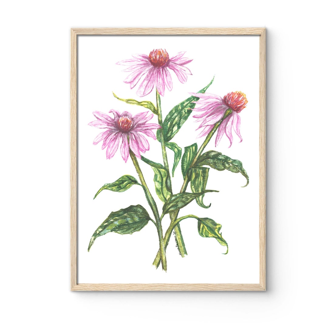 Watercolor Coneflower Wall Art, Watercolor Echinacea Painting, Floral ...