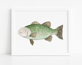 Watercolor Sea Bass Print: Eco-Friendly Ocean Art