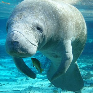 Manatea Print EcoFriendly, Eco, Green, Recycled, Gives Back, Wildlife Conservation, Watercolor, Baby, Tea image 2