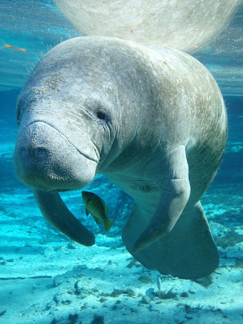 Manatea Print EcoFriendly, Eco, Green, Recycled, Gives Back, Wildlife Conservation, Watercolor, Baby, Tea image 2