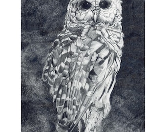 Barred Owl Fine Art Print, Black and White Graphite Drawing, Whidbey Island Wildlife Art