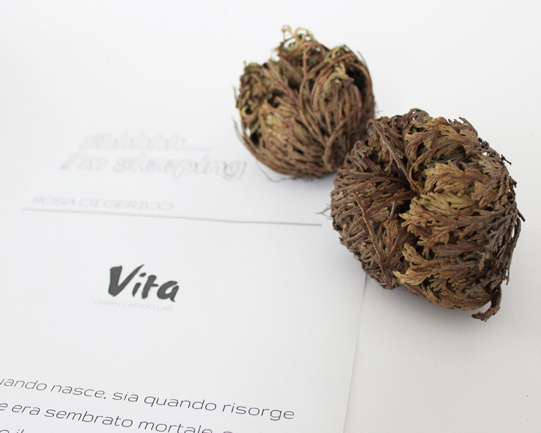 Rosa Del Deserto - 2 Piante Di Gerico, Simbolo Di Rinascita, Senza Radici, Facile Cura - Foto 4