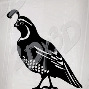 Vector BIRD, California Quail, ai, eps, pdf, svg, dxf, png, jpg downloaden, digitale afbeelding Mus