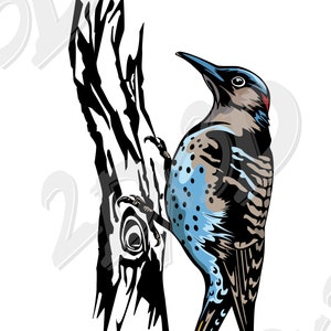 Northern Flicker Vector Bird Image (Digital Download)