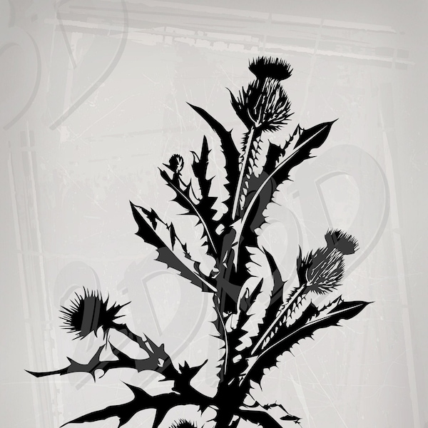 Vector THISTLE, Download, Digital image, graphical image, thorn, spine, prickle, prick, AI, eps, pdf, jpg, svg, png