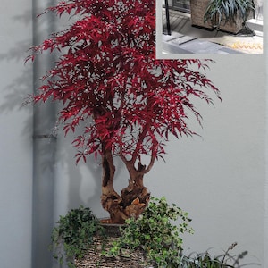 May include: A vibrant red Japanese maple bonsai tree in a textured square planter. The image also shows other potted plants with green and purple foliage, creating a natural, decorative display. The planters have a rustic, woven appearance.