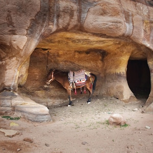 DONKEY GARAGE, Photography /0381/, 8 JPG Instant Download, digital image, animal, rock cave