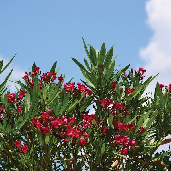 OLEANDER /Nerium oleander/, Fotografía /0617/, 8 JPG Descarga instantánea, flor, imagen digital, flora