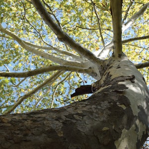 May include: Low-angle shot of a large tree trunk with peeling bark, transitioning to smooth, white branches reaching towards a blue sky. Green and yellow leaves fill the upper portion of the frame, creating a natural, outdoor scene.
