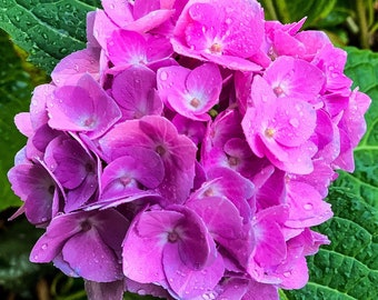 Hydrangea Metal Print