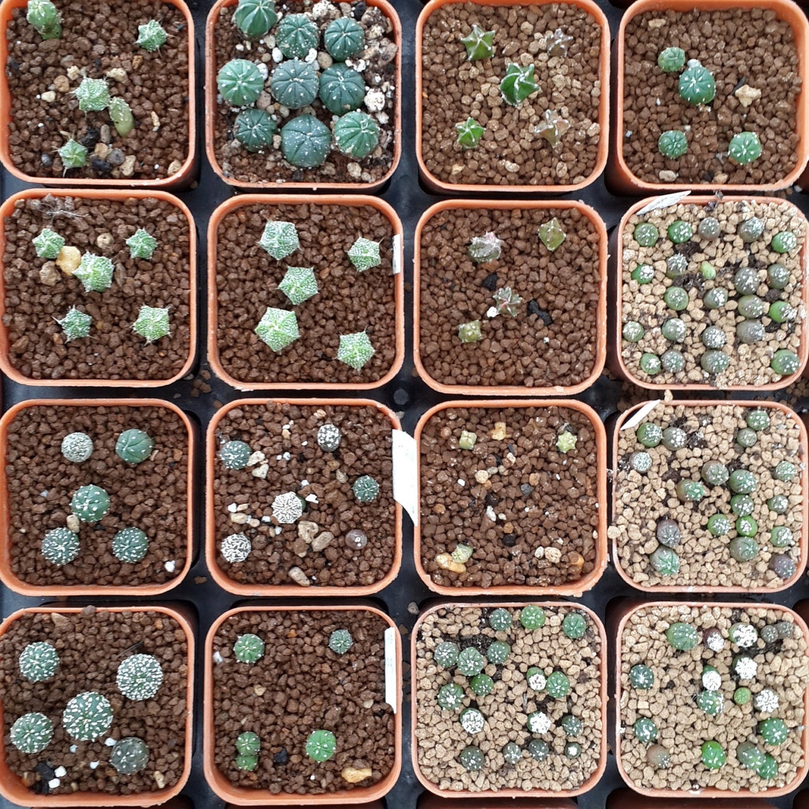 RARE Cactus Seed Real Fresh Cactus Seed Astrophytum Seed Etsy