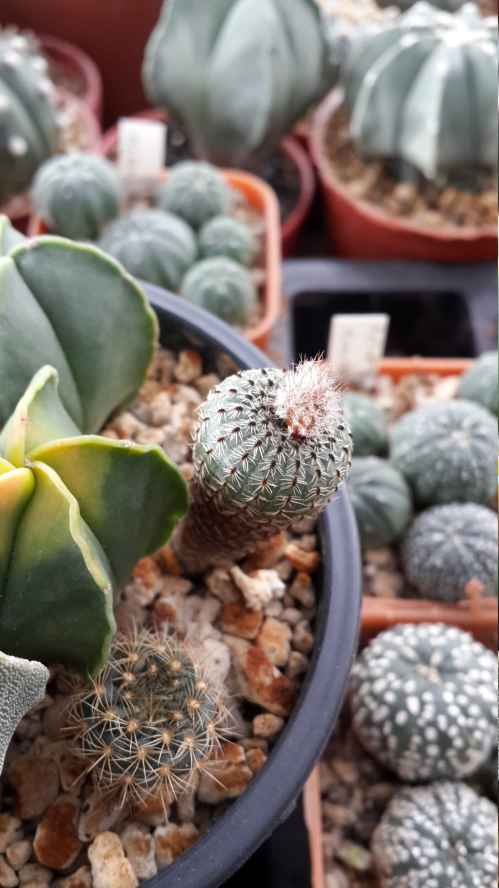 RARE Cactus Seed Real Fresh Cactus Seed Frailea Seed Mix Etsy