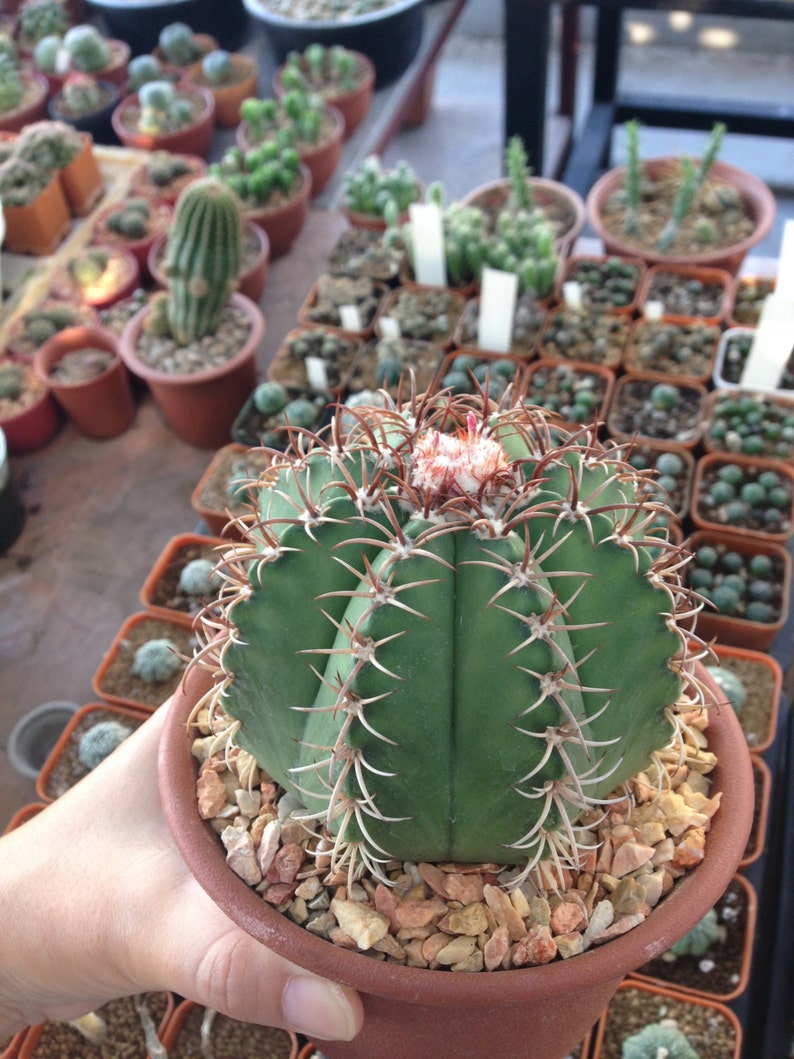 RARE Cactus Plant Unique Pot Container Desktop Office Etsy
