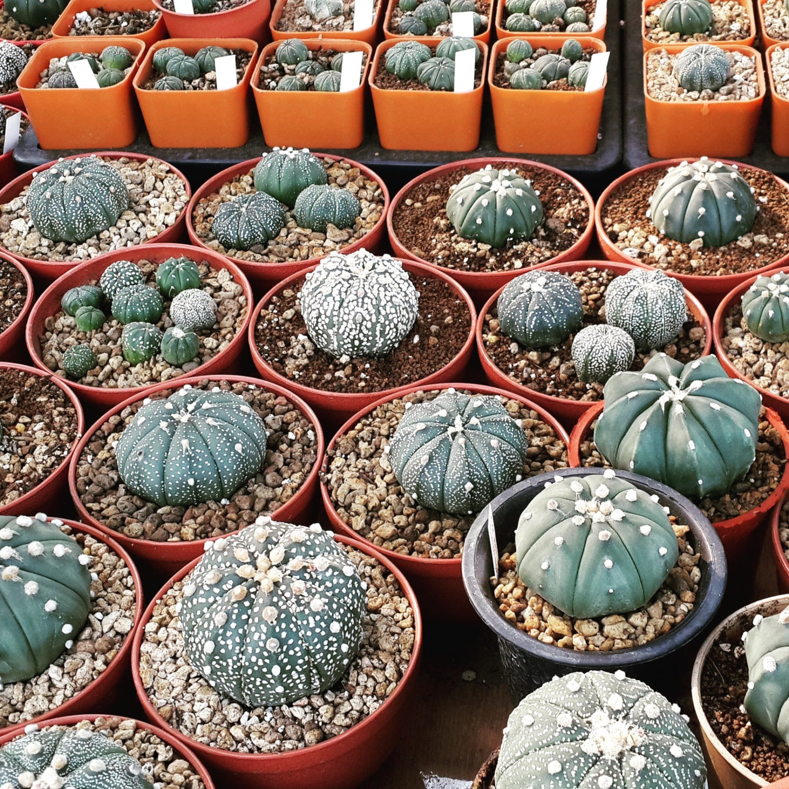 африканский кактус. кактусы из семян. семенные кактусы. семена кактусов. ребуция кактус всходы.