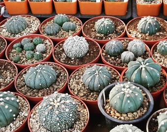 Astrophytum Variety MIX Exotic Cactus Collection @@ rare cacti seed lot 50 SEEDS 