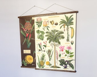 Tropical plants vintage poster school chart