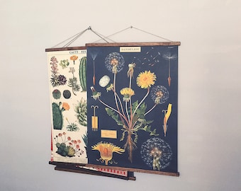 Dandelion vintage poster botanical school chart